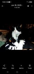 Lost Male Cat last seen E 29th, 28th street, 27th street Fannin elementary , Bryan, TX 77803