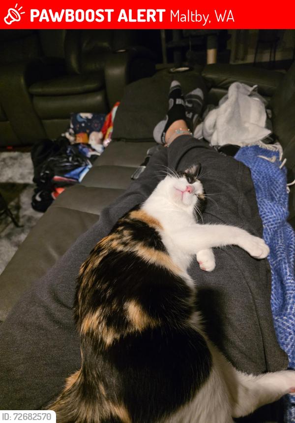 Lost Female Cat last seen Railroad Way and Broadway , Maltby, WA 98296