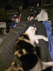 Lost Female Cat last seen Railroad Way and Broadway , Maltby, WA 98296