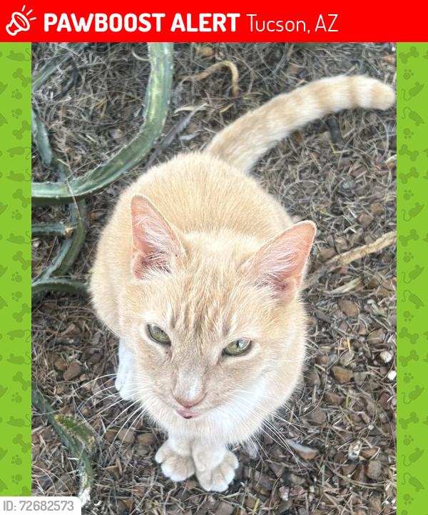 Lost Male Cat last seen Roger / mountain , Tucson, AZ 85719