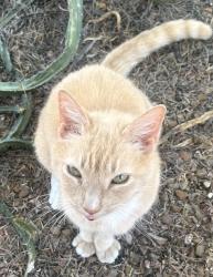 Lost Male Cat last seen Roger / mountain , Tucson, AZ 85719