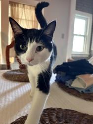 Lost Female Cat last seen Berwyn & Overhill, Chicago, IL 60656