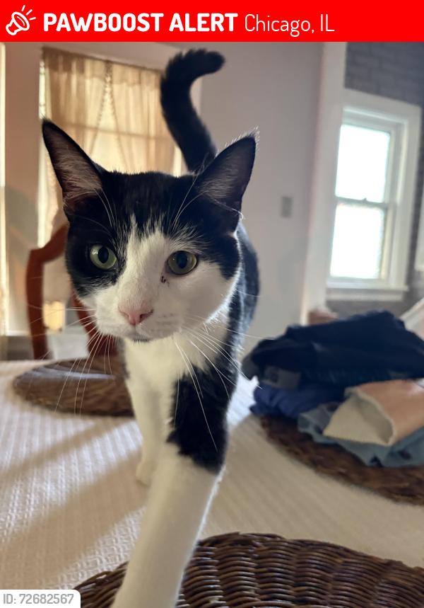 Lost Female Cat last seen Berwyn & Overhill, Chicago, IL 60656
