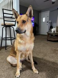Lost Female Dog last seen 4th st Panama City FL 33461, Panama City, FL 32401