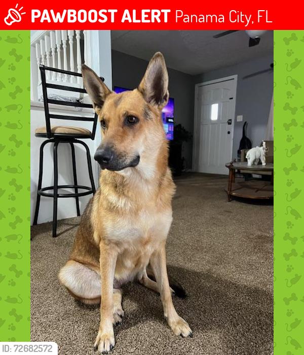 Lost Female Dog last seen 4th st Panama City FL 33461, Panama City, FL 32401