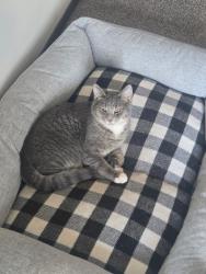 Lost Male Cat last seen Intersection of Tanglewood drive North and rosewood drive wooded area off of Longview  , Ontario, OH 44906