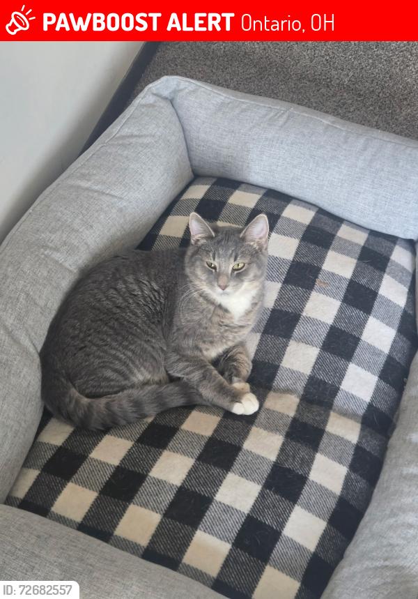 Lost Male Cat last seen Intersection of Tanglewood drive North and rosewood drive wooded area off of Longview  , Ontario, OH 44906