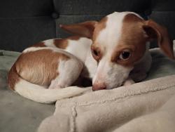 Lost Male Dog last seen N Hague Ave & La Vista Dr, Columbus, OH 43204