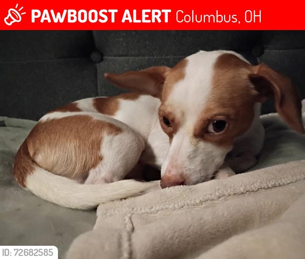 Lost Male Dog last seen N Hague Ave & La Vista Dr, Columbus, OH 43204