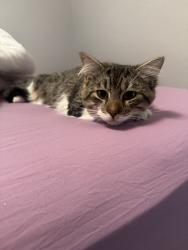 Lost Male Cat last seen Tidwell rd, Houston, TX 77018