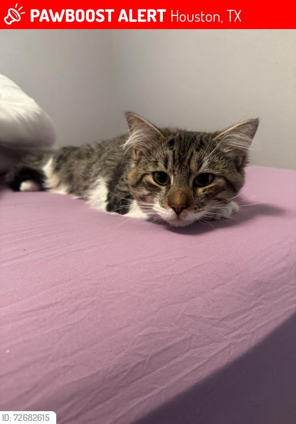 Lost Male Cat last seen Tidwell rd, Houston, TX 77018