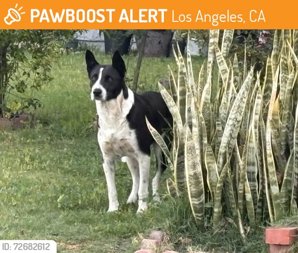 Found/Stray Male Dog last seen Covello and Lurline, Los Angeles, CA 91306