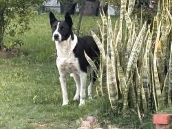 Found/Stray Male Dog last seen Covello and Lurline, Los Angeles, CA 91306