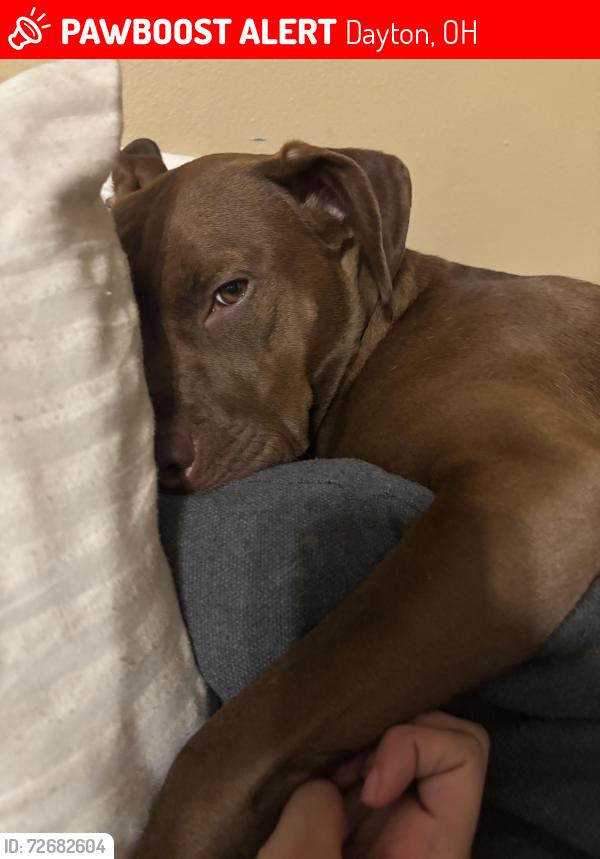Lost Female Dog last seen Steve Whalen blvd, highland heights , Dayton, OH 45420