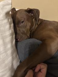 Lost Female Dog last seen Steve Whalen blvd, highland heights , Dayton, OH 45420