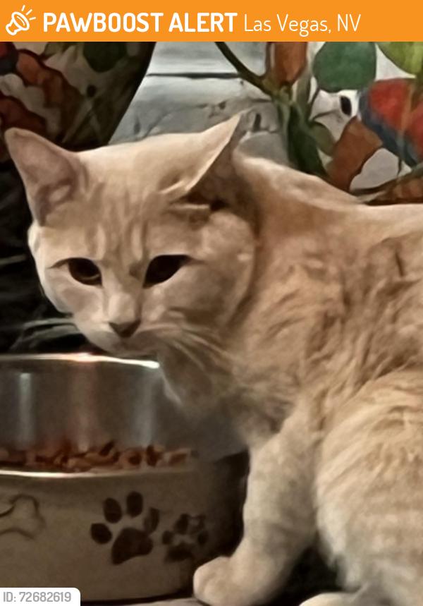 Found/Stray Male Cat last seen Mohawk and Padua, Las Vegas, NV 89107