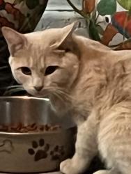 Found/Stray Male Cat last seen Mohawk and Padua, Las Vegas, NV 89107