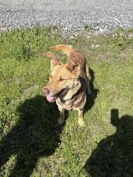 Found/Stray Female Dog last seen Sunny plane ballfield, Calhoun County, SC 29135