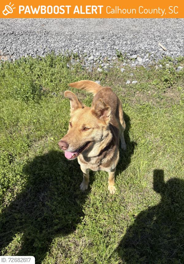 Found/Stray Female Dog last seen Sunny plane ballfield, Calhoun County, SC 29135