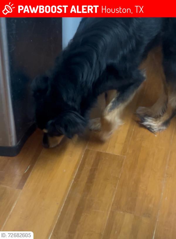 Lost Female Dog last seen Tierwester St between OST and Yellowstone, Houston, TX 77021