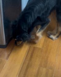 Lost Female Dog last seen Tierwester St between OST and Yellowstone, Houston, TX 77021