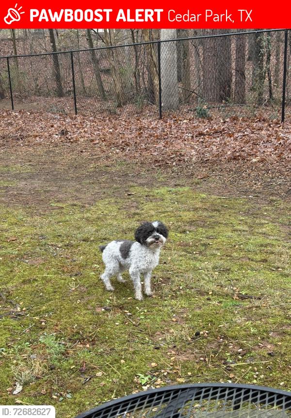 Lost Female Dog last seen near Gann Ranch, Cedar Park, TX 78613