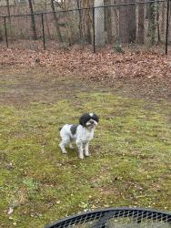 Lost Female Dog last seen near Gann Ranch, Cedar Park, TX 78613