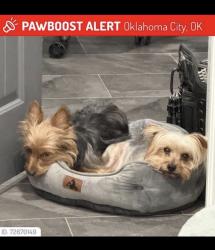 Lost Female Dog last seen SW 45th and Villa, Oklahoma City, OK 73119