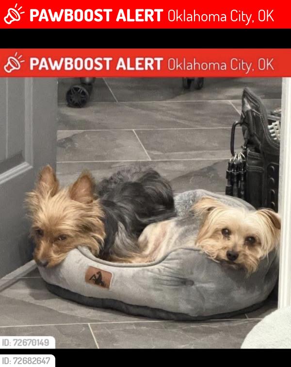 Lost Female Dog last seen SW 45th and Villa, Oklahoma City, OK 73119