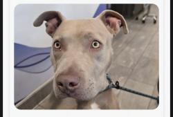 Lost Female Dog last seen Colfax & broadway, Denver, CO 80204