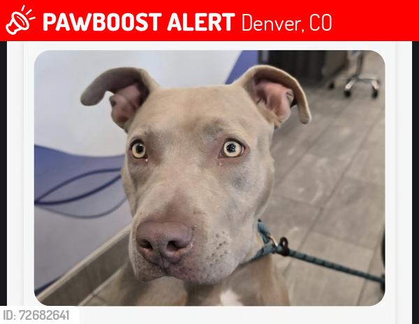 Lost Female Dog last seen Colfax & broadway, Denver, CO 80204