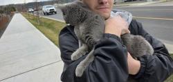 Found/Stray Unknown Cat last seen In the North Nevada st Winco parking lot., Spokane, WA 99218