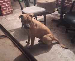Found/Stray Male Dog last seen 37th ave and Laurine, Sacramento, CA 95824