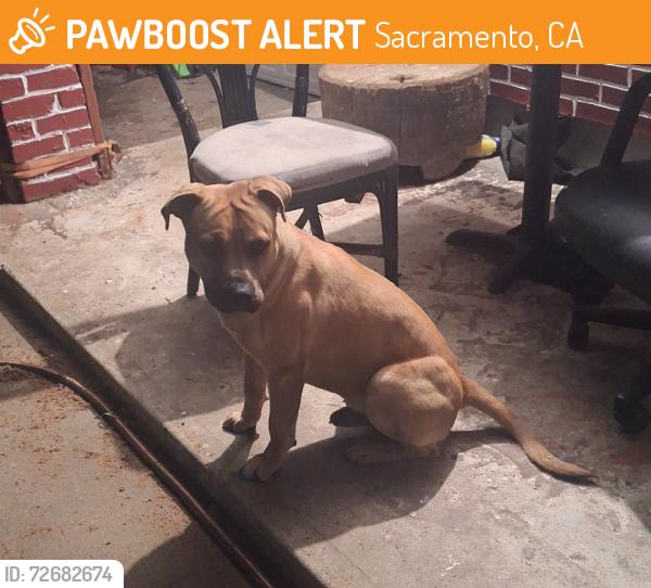 Found/Stray Male Dog last seen 37th ave and Laurine, Sacramento, CA 95824