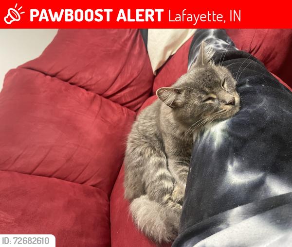 Lost Male Cat last seen Treece meadows, Lafayette, IN 47905