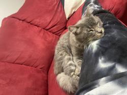 Lost Male Cat last seen Treece meadows, Lafayette, IN 47905