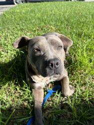 Found/Stray Female Dog last seen near E. and 28th, San Bernardino, CA 92405