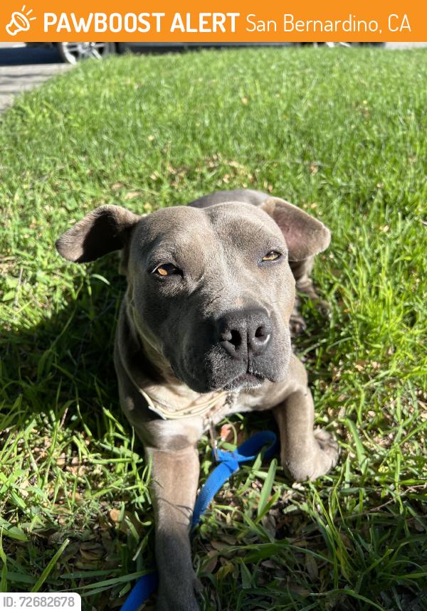 Found/Stray Female Dog last seen near E. and 28th, San Bernardino, CA 92405
