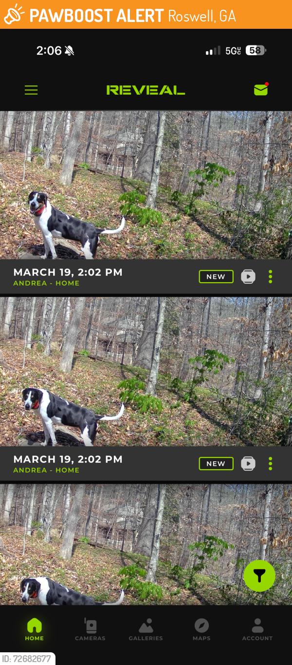 Found/Stray Male Dog last seen Near River Lake Dr, Roswell, GA 30075