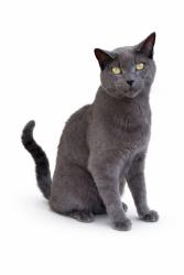 Found/Stray Unknown Cat last seen Eastwood Dr, San Francisco, CA 94127