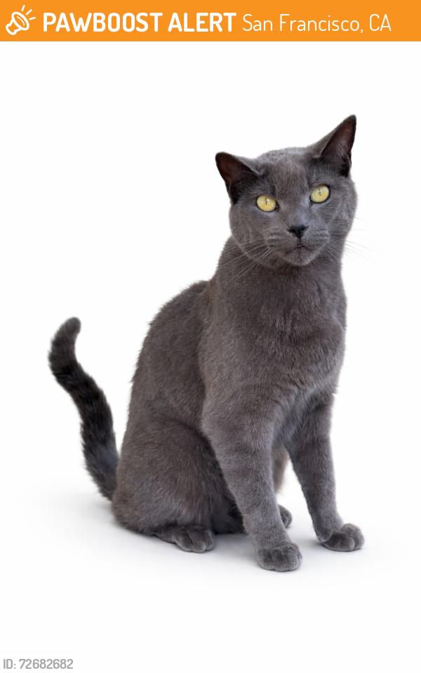 Found/Stray Unknown Cat last seen Eastwood Dr, San Francisco, CA 94127