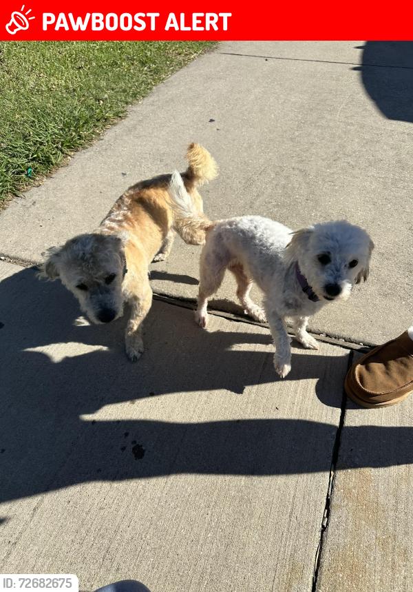 Lost Male Dog last seen Both were left out of my hse in the morning , North Richland Hills, TX 76180