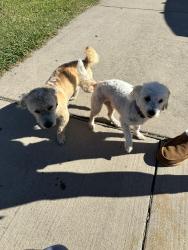 Lost Male Dog last seen Both were left out of my hse in the morning , North Richland Hills, TX 76180
