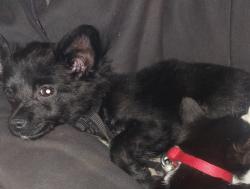 Lost Male Dog last seen Century Blvd and s Stockton st, Lodi, CA 95240