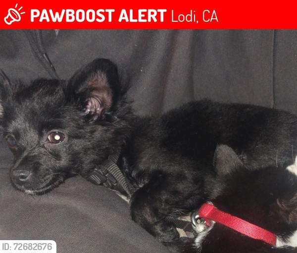 Lost Male Dog last seen Century Blvd and s Stockton st, Lodi, CA 95240