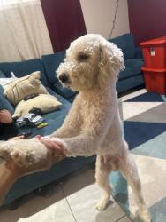 Lost Male Dog last seen Near Fargo Ave, Oxon Hill, MD 20745, Oxon Hill, MD 20745