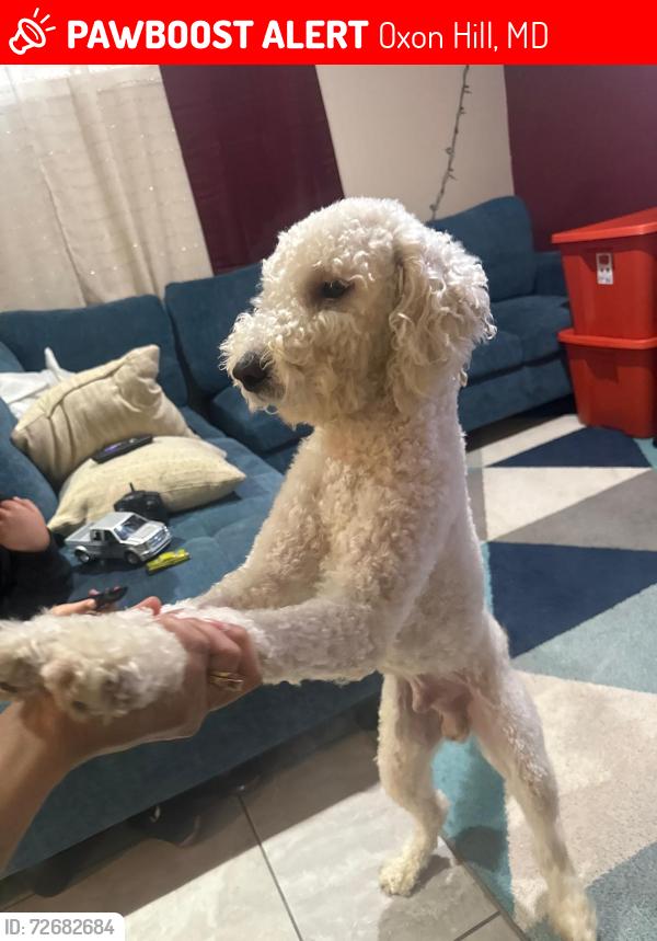 Lost Male Dog last seen Near Fargo Ave, Oxon Hill, MD 20745, Oxon Hill, MD 20745