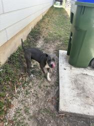 Found/Stray Male Dog last seen Shady meadows , San Antonio, TX 78245