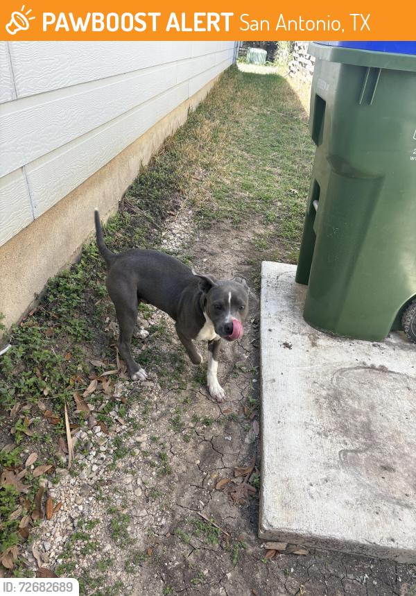 Found/Stray Male Dog last seen Shady meadows , San Antonio, TX 78245