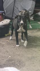 Lost Female Dog last seen Dennys, San Diego, CA 92108